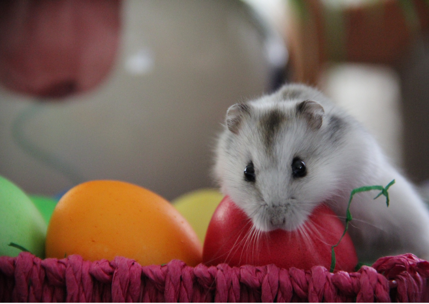  ''Hamster'im Nelerle Oynar?''